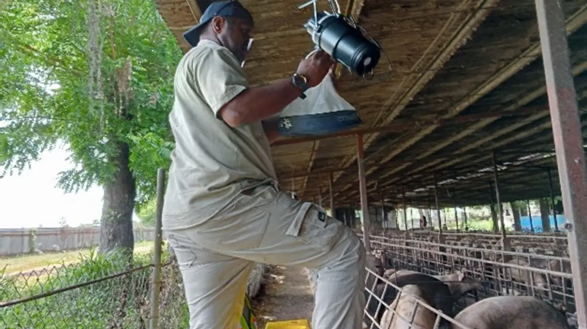 A project member setting up hanging mosquito monitoring traps.