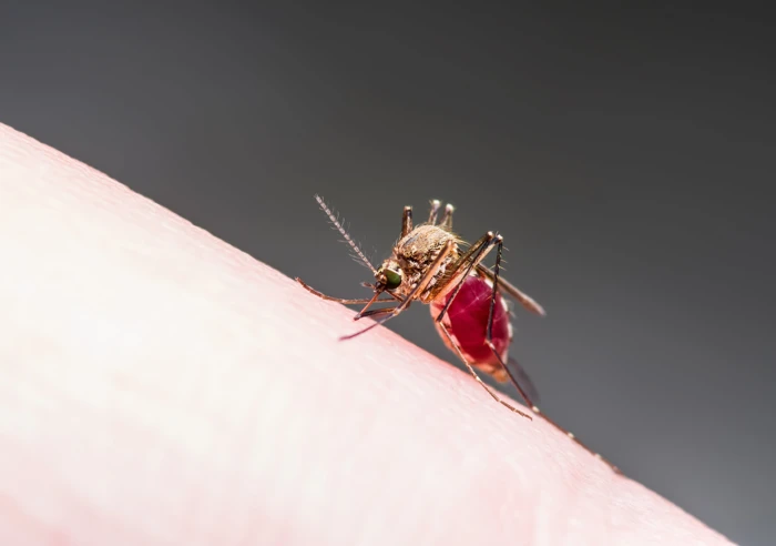 Malaria And Other Mosquito Borne Diseases
