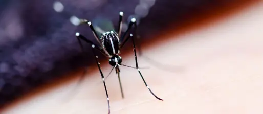 Australia's frontline defence against chikungunya