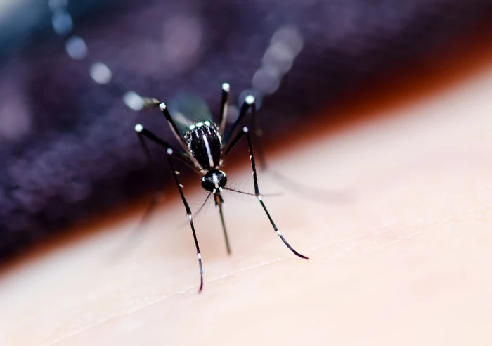 AEDES Mosquito Female