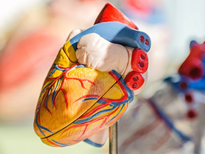 Heart 510X288
