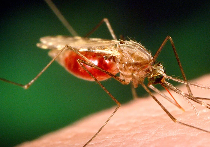 Anopheles Mosquito Thumbnail