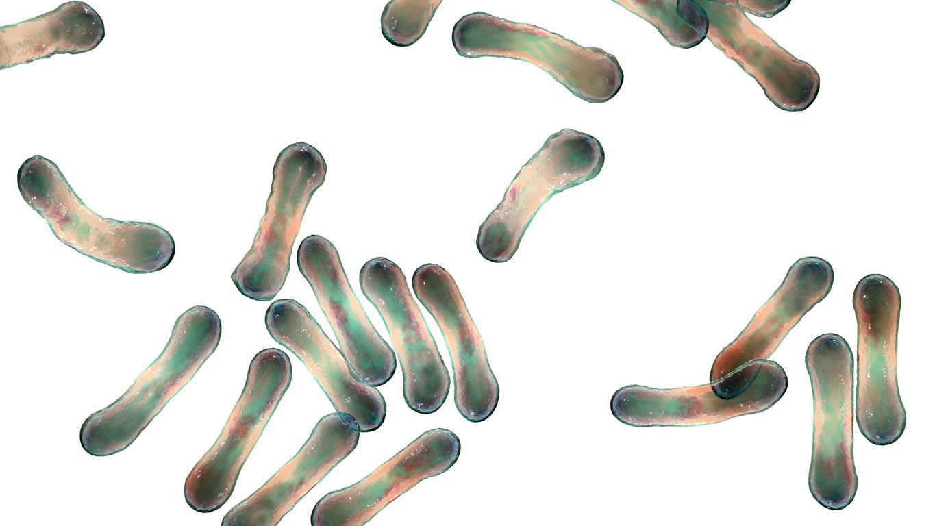 Illustration of cells shaped like short rods against a white background. They are Corynebacterium diphtheriae cells