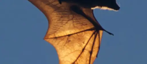 Why don’t most viruses make bats sick?