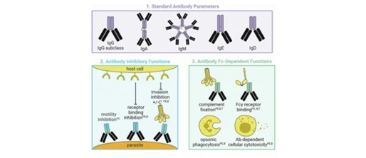 Understanding malaria transmission and immunity to inform malaria elimination