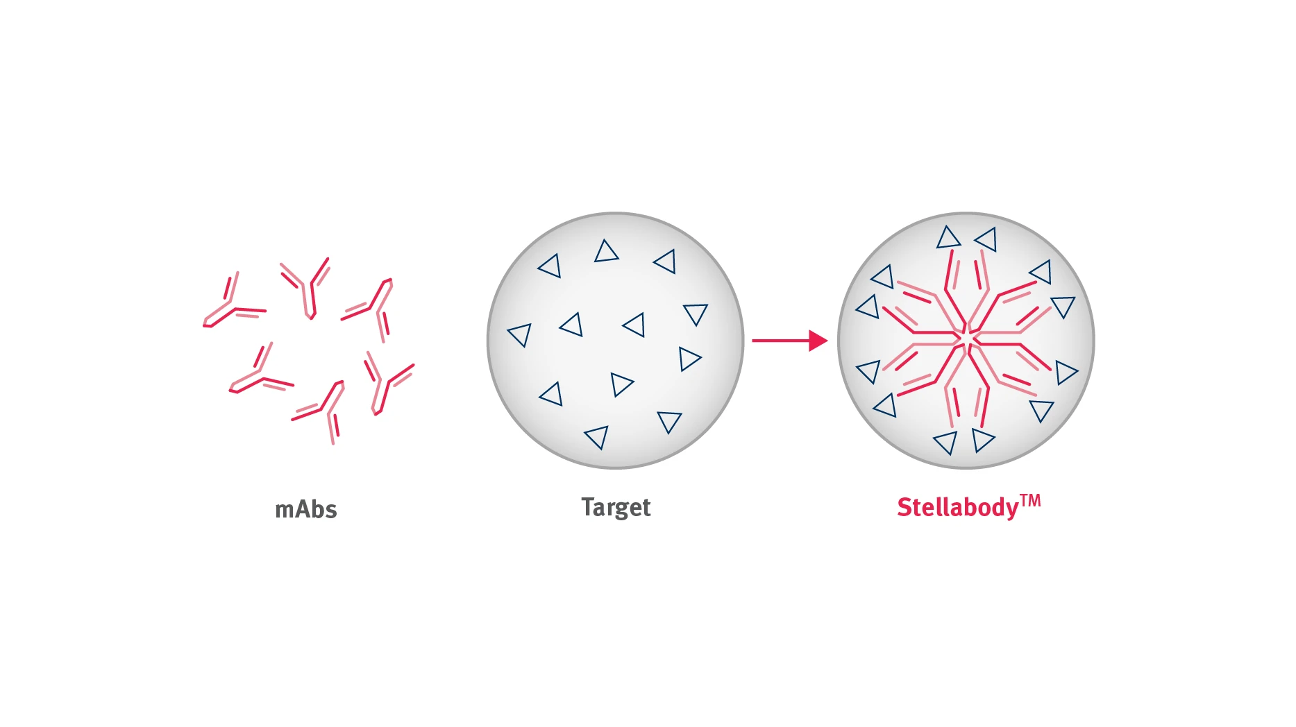 Stellabody Infographic 1317X476 Whitespace Normalsave