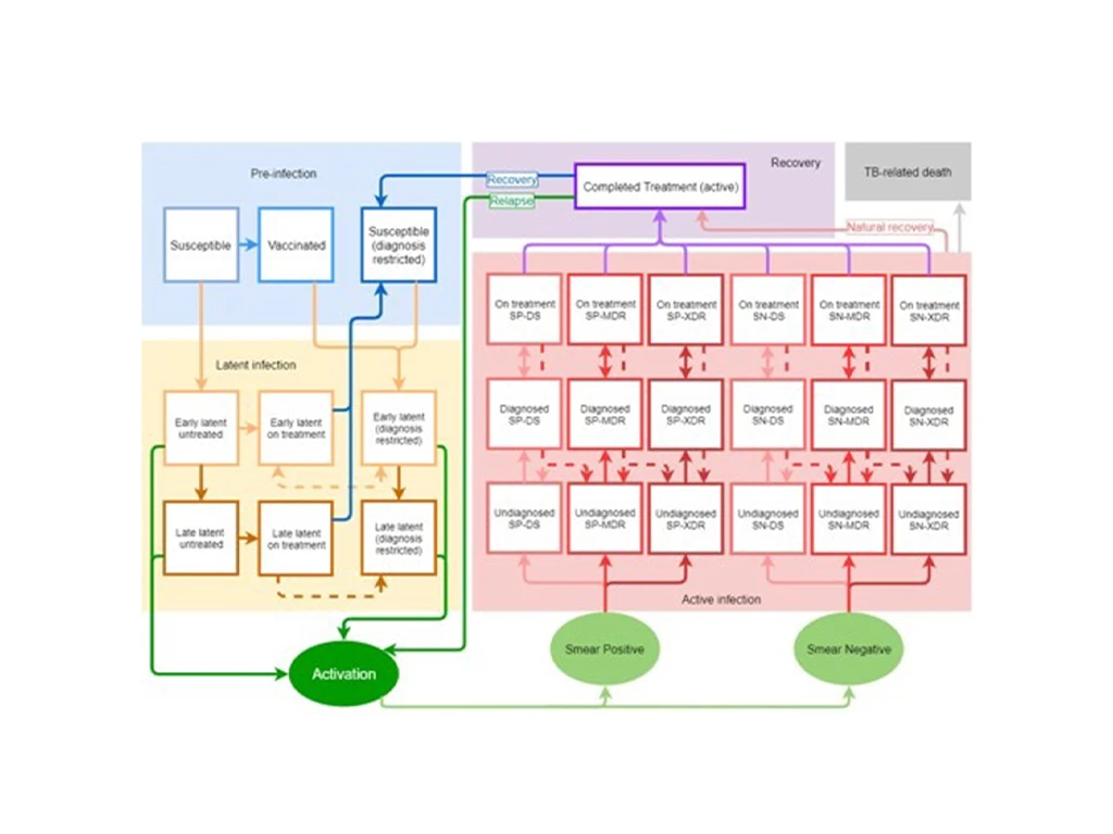 Diagram showing pathways between pre-infection, latent infection, activation, positive and negative tests, active infection, recovery and death.