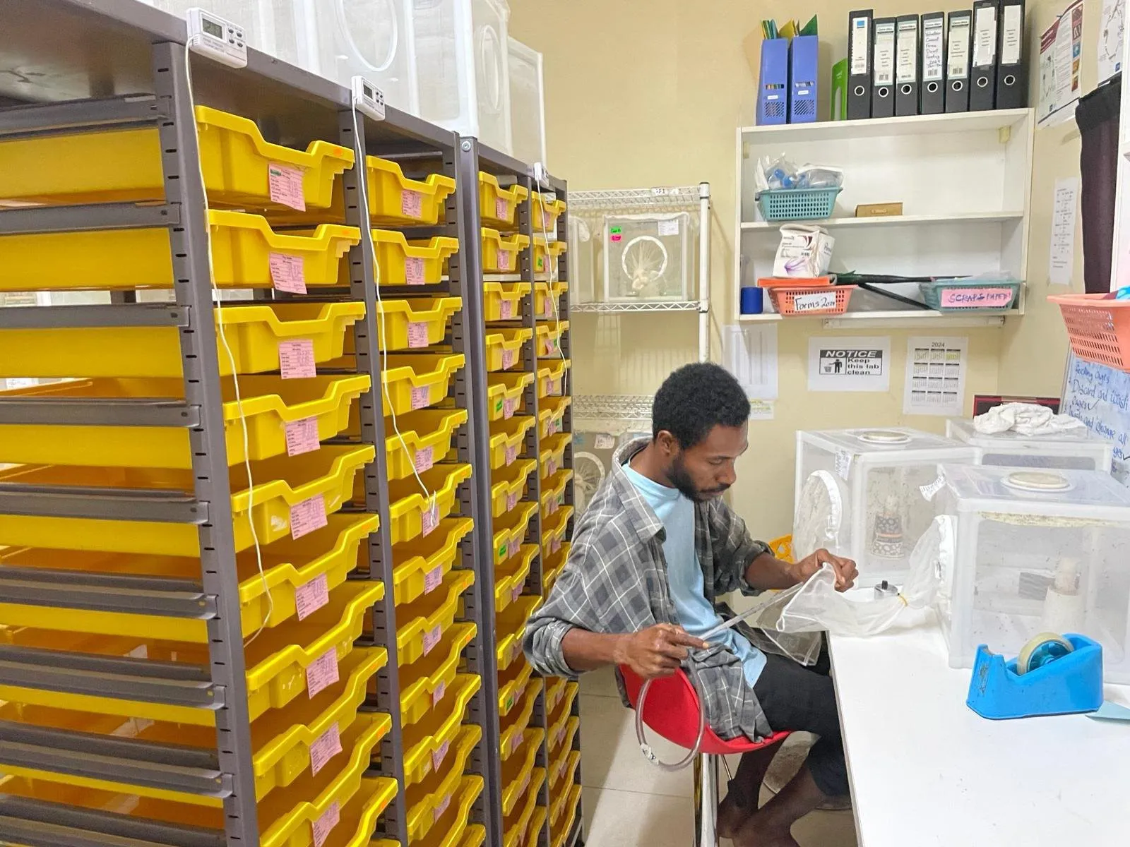 Researcher in a lab rearing colony mosquitos at the PNGIMR Belna Natnat Centre in Madang.