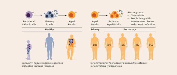 Ageing and inflammation