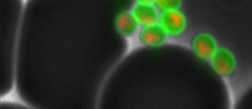 Discovering novel antimalarials to block parasite invasion of human cells