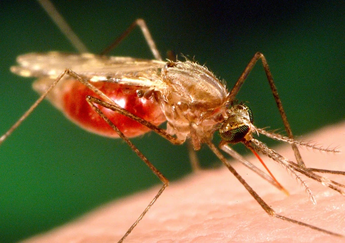 Mosquito Malaria 600X600