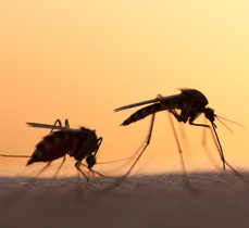 Malaria Mosquito 600X600
