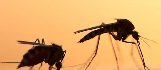 Blocking fertilisation of parasite-causing malaria opens new doors in eradication efforts