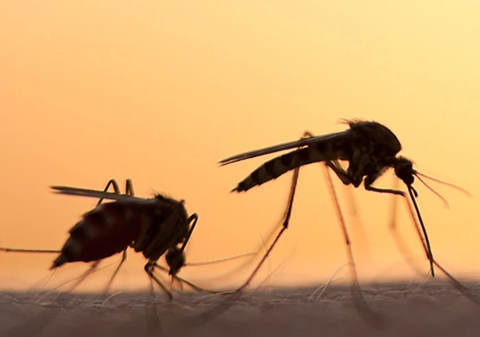 Malaria Mosquito 600X600