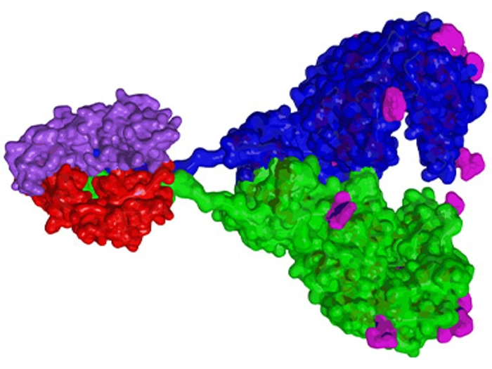 201022 ACE2 Fc Fusion Protein 510X288