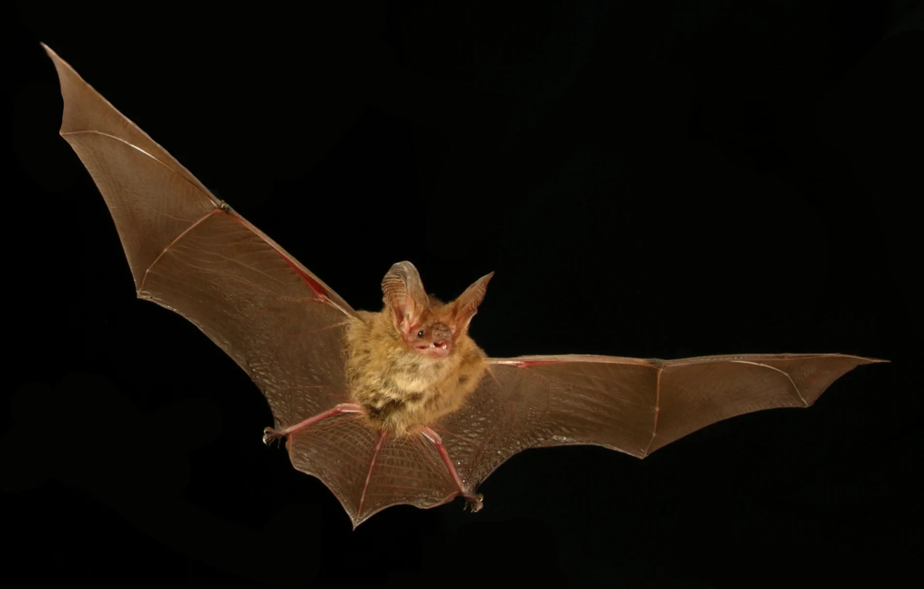 A bat in flight