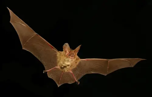 Image: Flying is hard work, just ask Gould's long-eared bat. Credit: Michael Pennay
