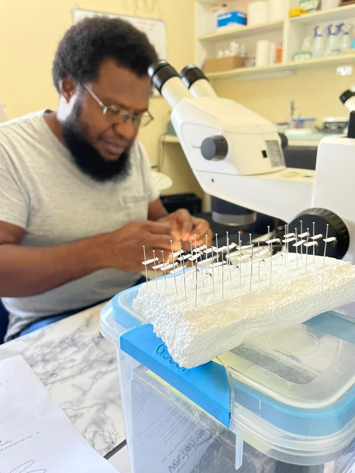 Dr John Bosco Keven, Postdoctoral Researcher at PNGIMR, conducting research on local mosquitos.