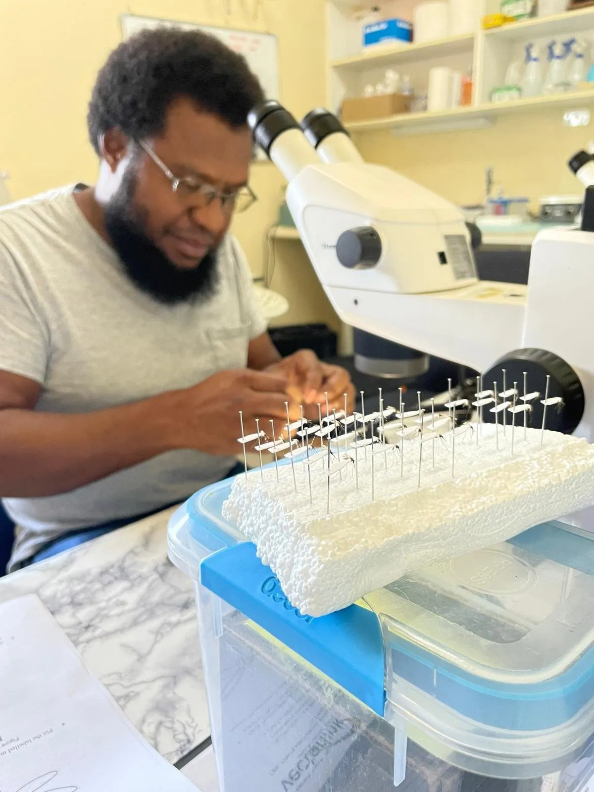 Dr John Bosco Keven, Postdoctoral Researcher at PNGIMR, conducting research on local mosquitos.