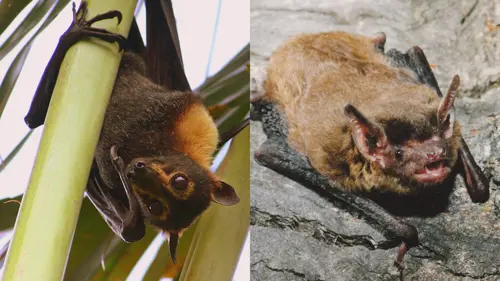 Images: (left) A spectacled fruit bat or spectacled flying fox (Credit: Shek Graham) and (right) the much smaller eastern false pipistrelle, a type of vesper bat (Credit: Michael Pennay).