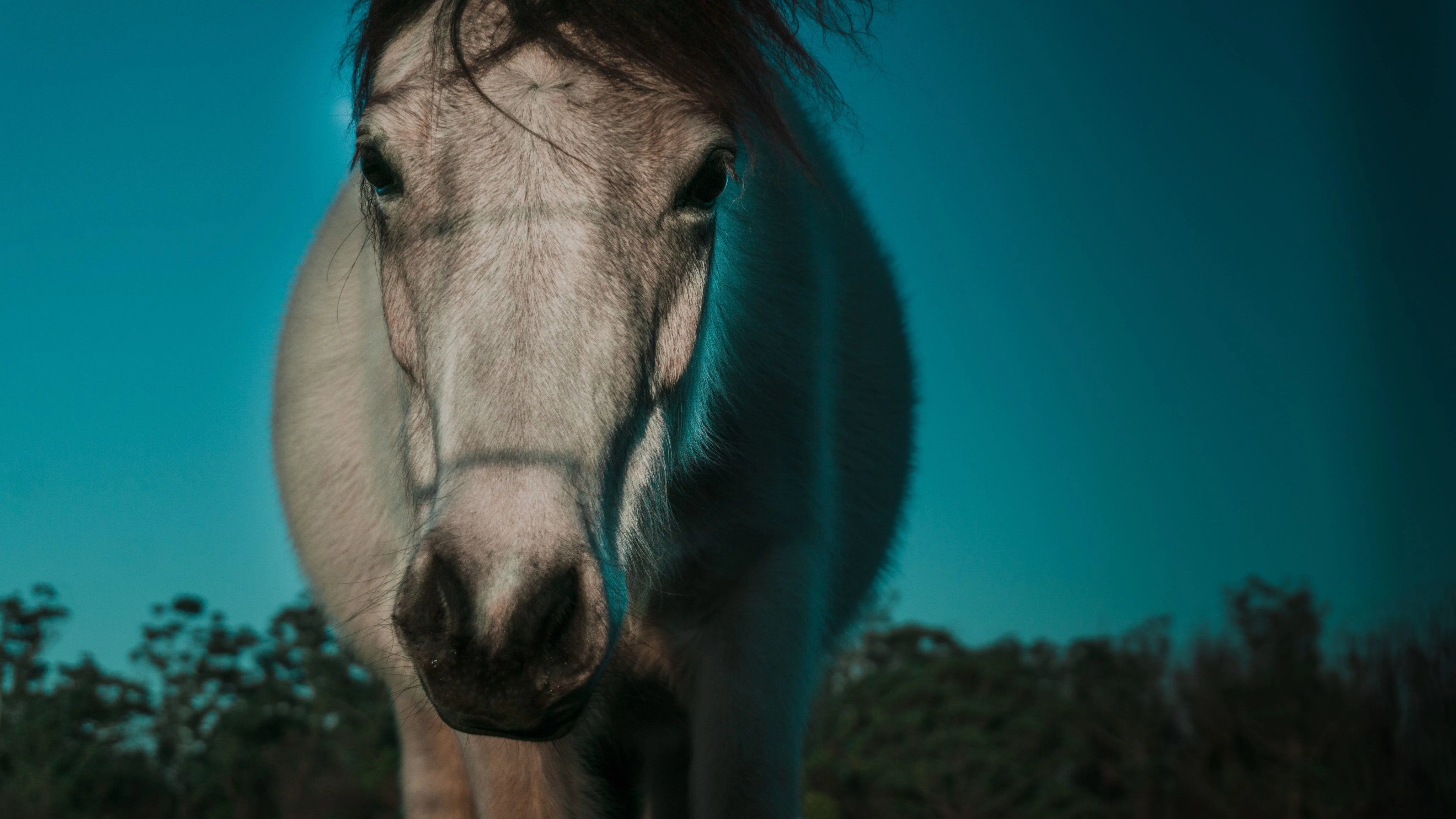A horse against a twilight sky