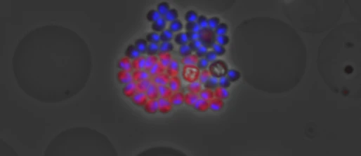 Drug resistance and mechanism of action studies