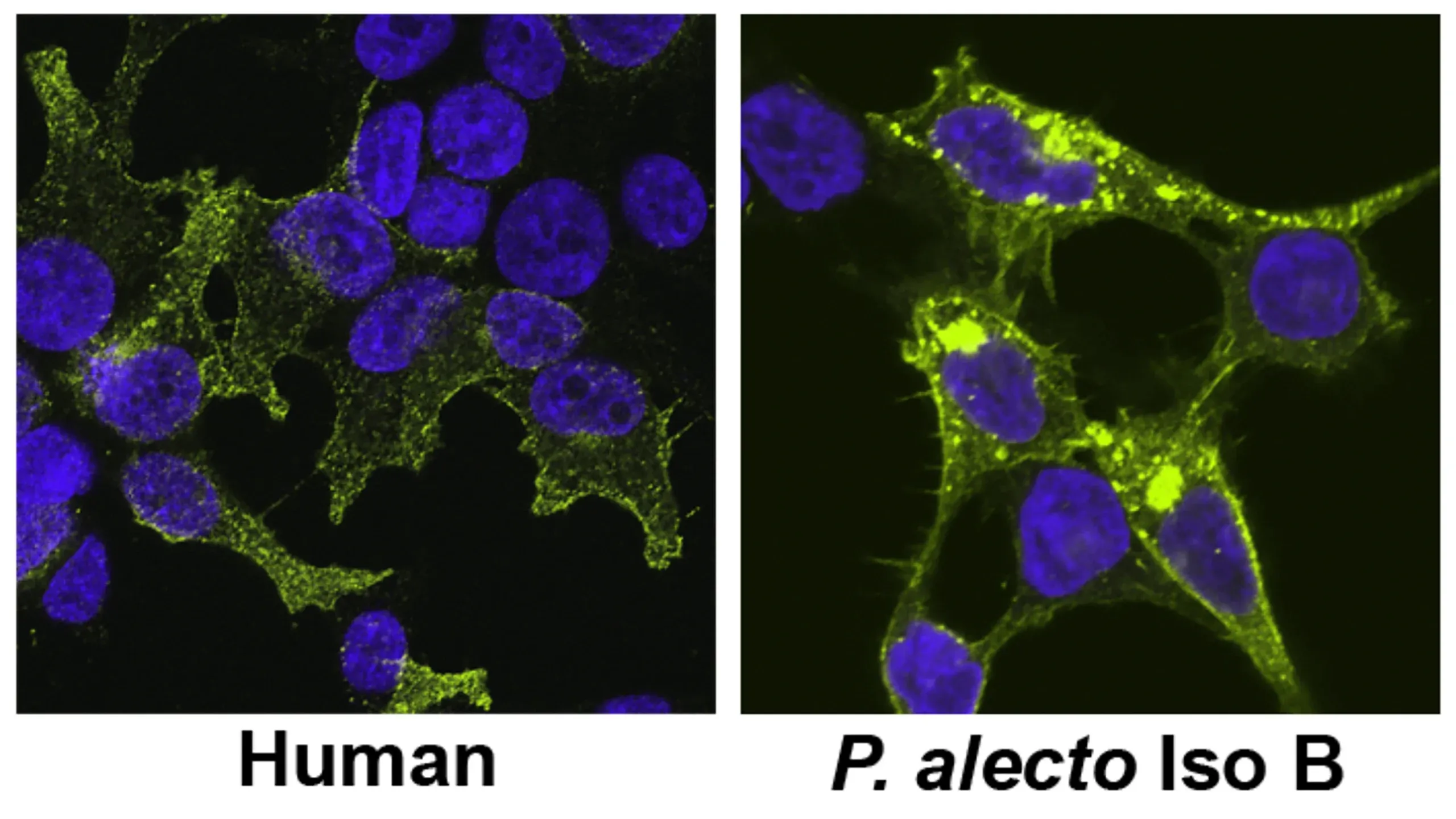 Figure 11 A And D 2560X1440