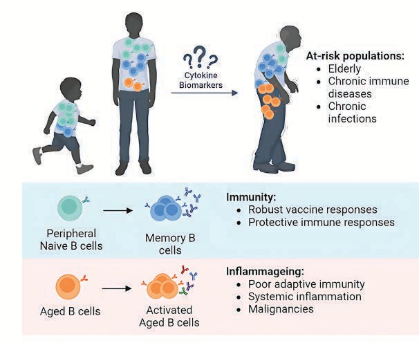 Image explanation: When we’re young, we have robust immunity. As we age, our immune cells change, triggering unnecessary inflammation. Thanks to the Healthy Ageing Research team, we now know that certain biomarkers are driving that change. If we can identify and target the most harmful ones, we may be able to slow the onset of age-related diseases.